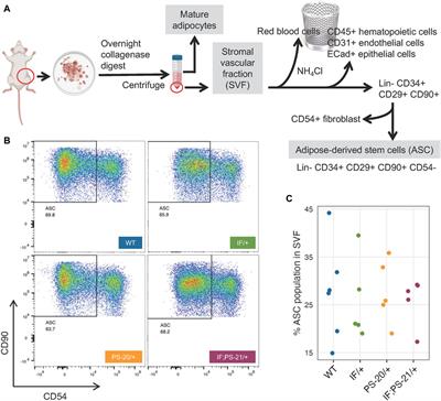 Nf1 deficiency modulates the stromal environment in the pretumorigenic rat mammary gland